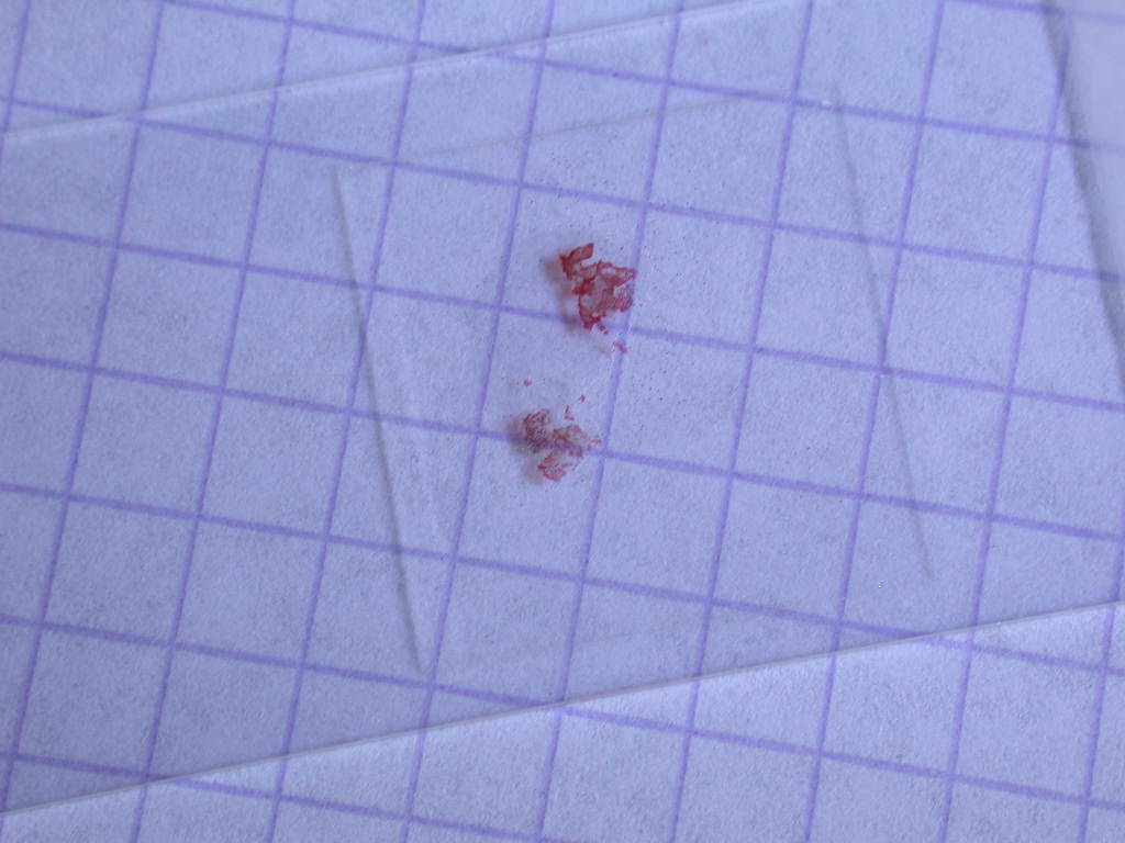 Con l''aiuto del microscopio... QUIZ